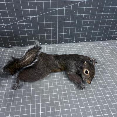 A pair of Real Squirrels 
