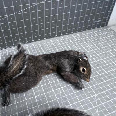 A pair of Real Squirrels 