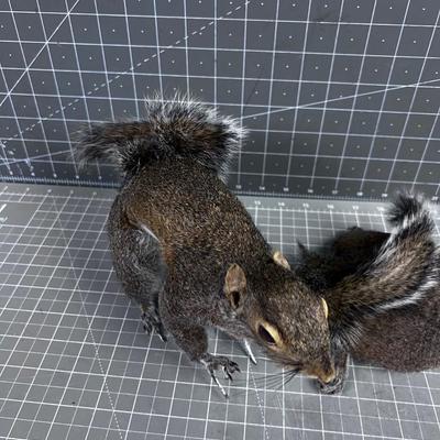 A pair of Real Squirrels 