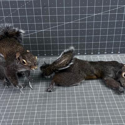 A pair of Real Squirrels 