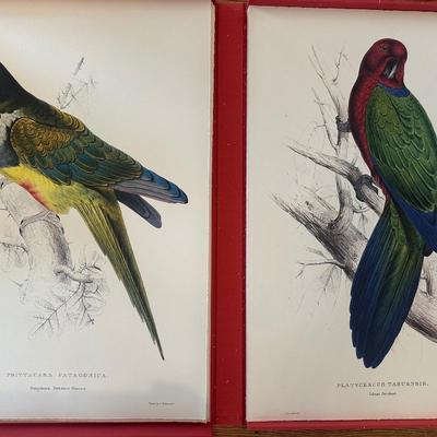Ready to Frame Prints (42) Forty-Two of Parrots