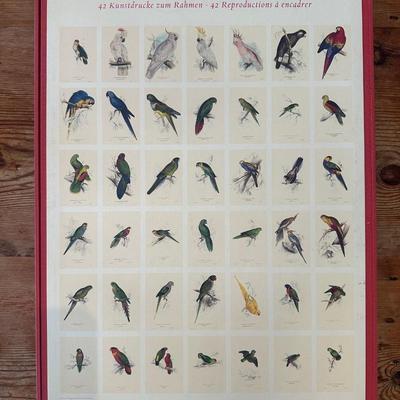 Ready to Frame Prints (42) Forty-Two of Parrots