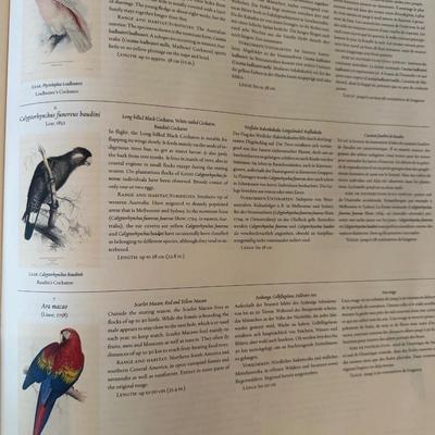Ready to Frame Prints (42) Forty-Two of Parrots