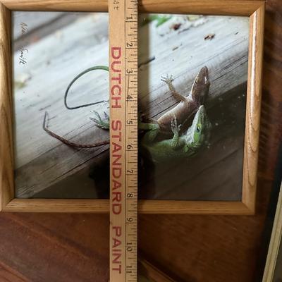 FRAMED PHOTOGRAPH LOT EDISTO