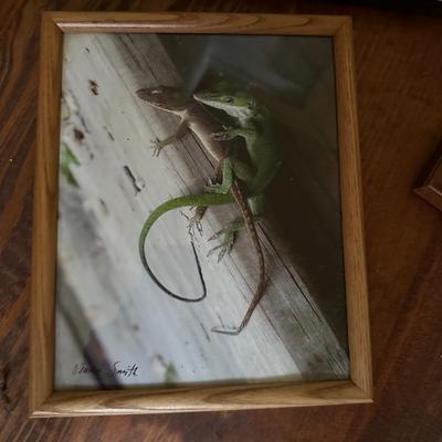 FRAMED PHOTOGRAPH LOT EDISTO
