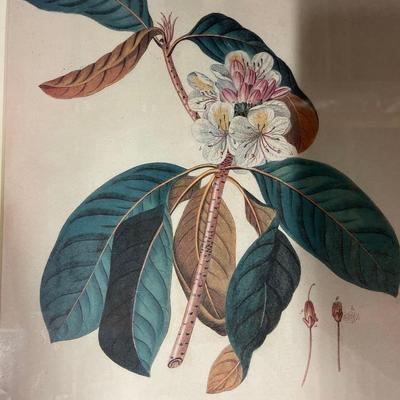 Custom Framed Botanical Print