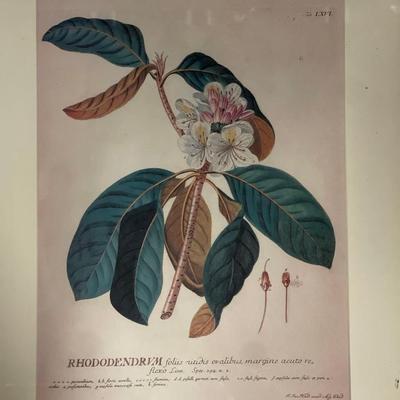 Custom Framed Botanical Print