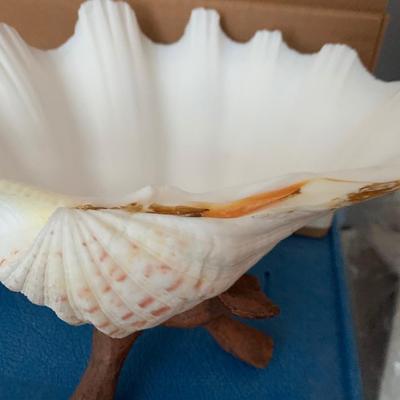 Large Seashell Collection