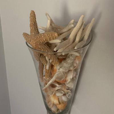 Large Seashell Collection