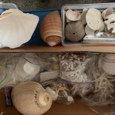 Large Seashell Collection