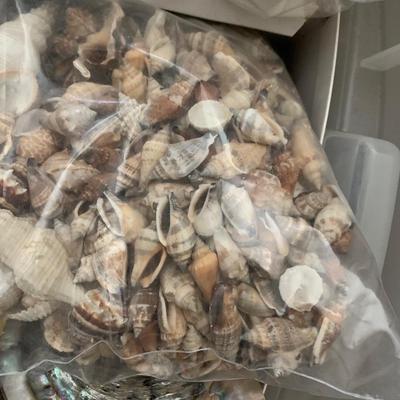 Large Seashell Collection