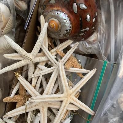 Large Seashell Collection