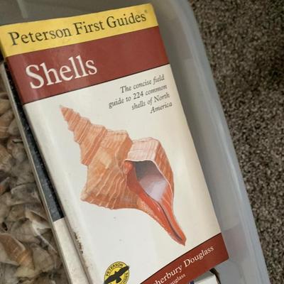Large Seashell Collection