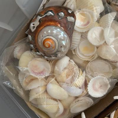 Large Seashell Collection