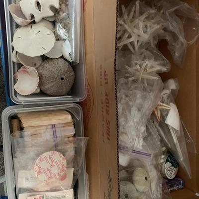 Large Seashell Collection