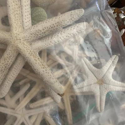 Large Seashell Collection