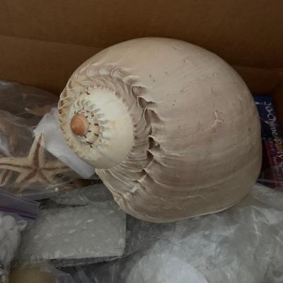 Large Seashell Collection