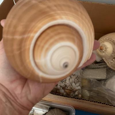 Large Seashell Collection