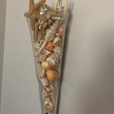 Large Seashell Collection