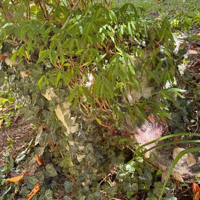 Two Concrete Planters (Y-DZ)