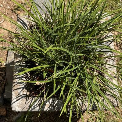 Two Concrete Planters (Y-DZ)