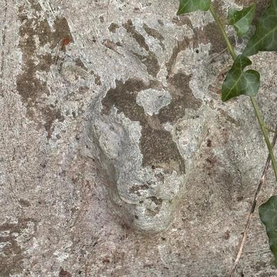 Two Concrete Planters (Y-DZ)