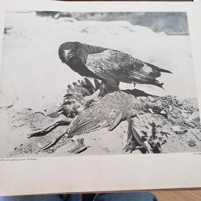 Five Animal Themed Books (LR-KD)