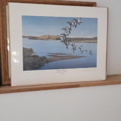 Lot of 5 waterfowl pictures