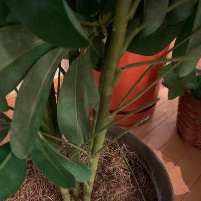 Four Faux Plants (LLR-KD)