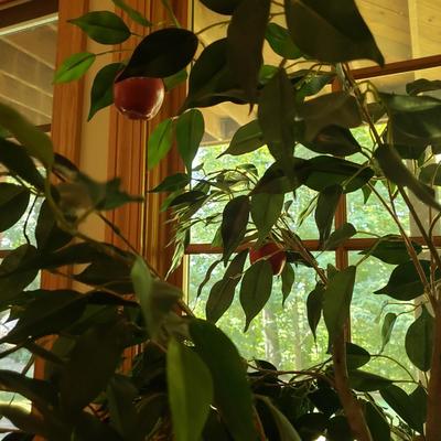 Four Faux Plants (LLR-KD)