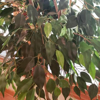 Four Faux Plants (LLR-KD)