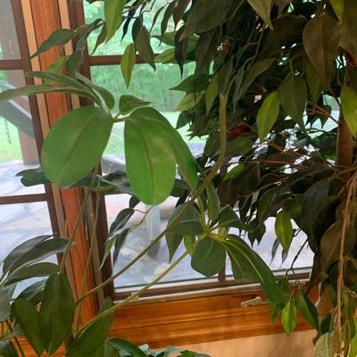 Four Faux Plants (LLR-KD)
