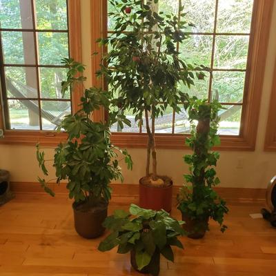 Four Faux Plants (LLR-KD)