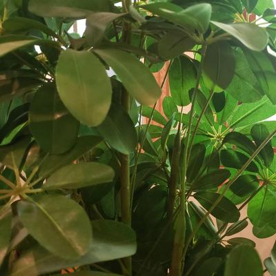 Four Faux Plants (LLR-KD)