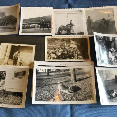 Vintage Animal Pictures