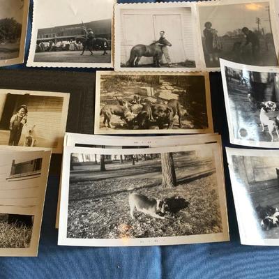 Vintage Animal Pictures