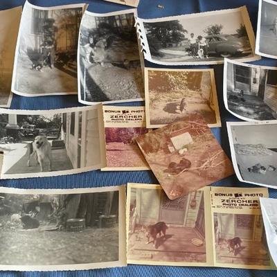 Vintage Pet Pictures