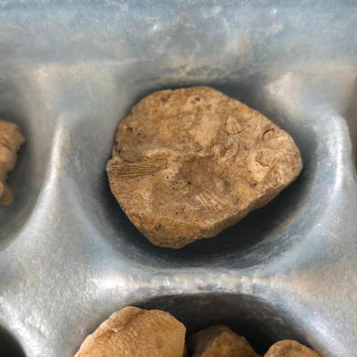 Fossil Collection
