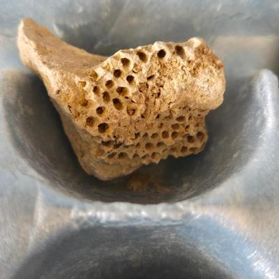 Fossil Collection