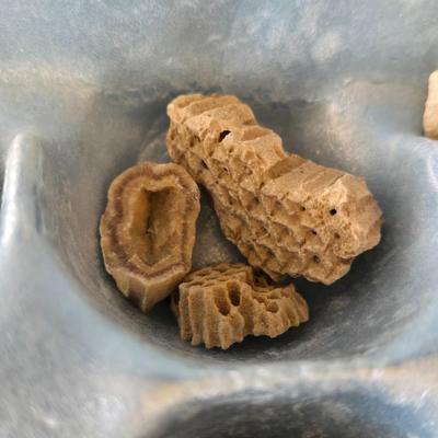 Fossil Collection