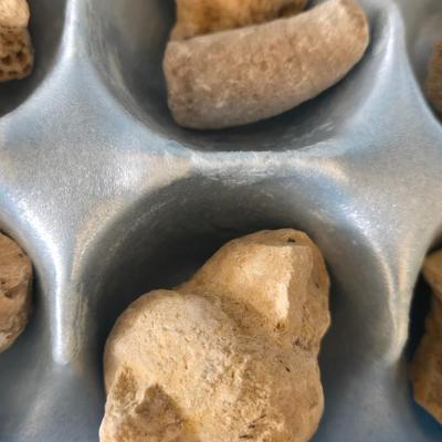 Fossil Collection