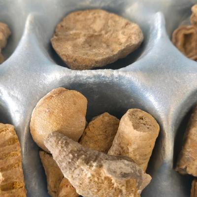 Fossil Collection