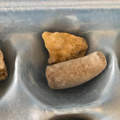 Fossil Collection