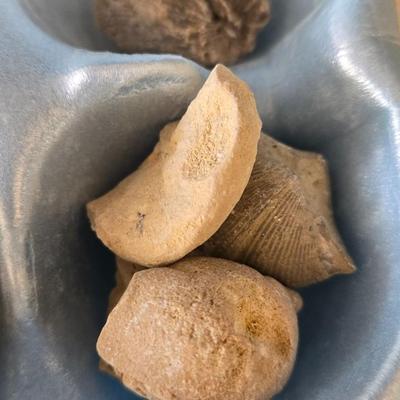 Fossil Collection