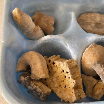 Fossil Collection