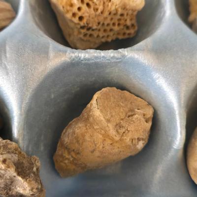 Fossil Collection