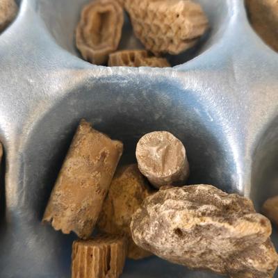 Fossil Collection