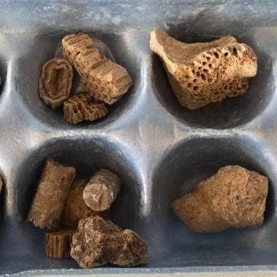 Fossil Collection