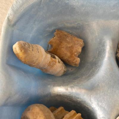 Fossil Collection