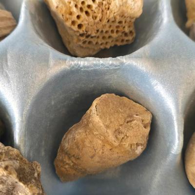 Fossil Collection